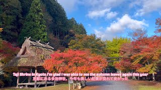 京都にある多治神社/紅葉が見頃で綺麗だったTaji Shrine in Kyoto/The autumn leaves were at their best and it was beautiful