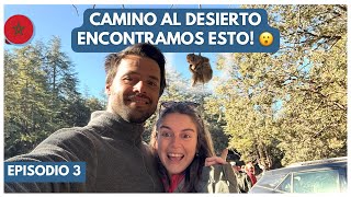 🇲🇦 SORPRESAS A CADA PASO EN MARRUECOS! Monos salvajes, camellos y más 🐵🐫🏜️ #marruecos #desierto