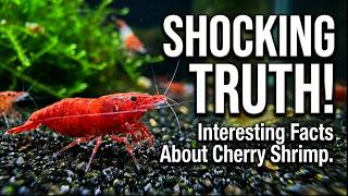 The Thrilling Truth About Keeping CHERRY Shrimp as Pets!