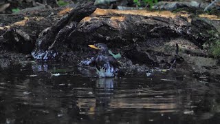 山中湖 大洞の泉のクロツグミ（雄）の水浴び　その６５（4K60P動画）