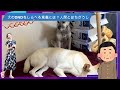 謝罪【元保護犬】お騒がせしました！・・結果を深く受け止めます。