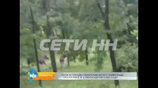 Лоси в городе - пара лосей устроила прогулку по набережной и Александровскому саду