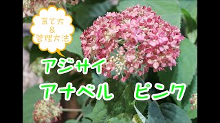 オススメ植物～4月15日　アナベル　ピンク　育て方　管理方法♪　#アナベル ＃アジサイ #garden #園芸 #紫陽花