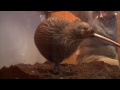 meet a kiwi at smithsonian national zoo