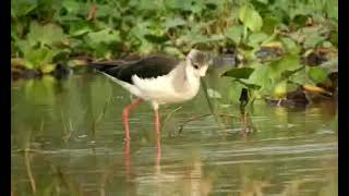 Black Winged Stilt