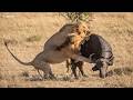 Predator’s patience - SafariLIVE Sunset - 24 May 2026
