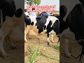 काय झालं असेल दूध दील cow royalशेतकरी गाईबाजार farming shetakariraja