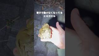 寒さで動けなくなってるヒキガエルを拾い上げると… #frog #カエル