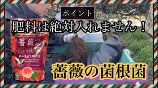 【肥料は絶対入れません】薔薇の菌根菌で土嚢袋に植え替え