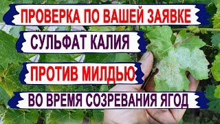 🍇 Задолбала милдью на винограде? Просто взял 60 гр дешевого СУЛЬФАТА КАЛИЯ! И вот что получилось?