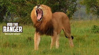 Lions With A Meal| Lalashe Maasai Mara Safari