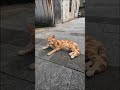 在漁村巷弄裡 遇見可愛的小橘貓 i met a cute little orange cat in the alley of a fishing village