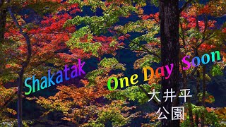 紅葉に合う曲【Shakatak】One Day Soon  大井平公園 2021.11  Ooidaira Park ,Japan　４K