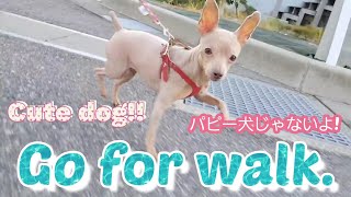 あーちゃん目線カメラで散歩。Go for walk.