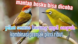 pikat burcil ampuh  pasti ngumpul semua