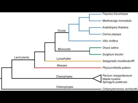 Introduction To Plant Phylogeny - Understanding Cladograms, Part 1 ...