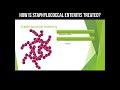 How is staphylococcical enteritis treated?