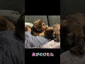 【ダックス子犬】赤ちゃんからダックス顔になってきた？！ shorts 子犬 ダックスフンド 犬 cutedog