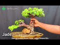 बोन्साई कलाकार कैसे बनाते बोना पेड़ ~ bonsai tree