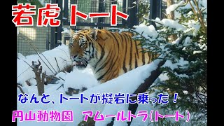 なんと、トートが擬岩に乗った！（円山動物園　アムールトラのトート）