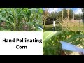 Hand Pollinating Sweet Corn Plants/Growing with Lalascrops