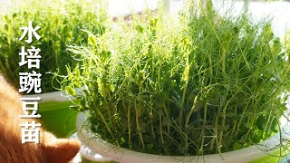 水培豌豆苗 / 种一次收三次 / 废物利用超市的泡沫托盘 / How to Grow Green Pea Shoots /