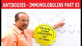 Antibodies | Immunoglobulins | Structure & Function | Part 3