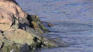 Walrus calf falls off rock