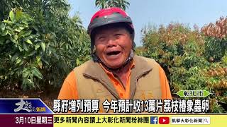 1100310收購荔枝椿象卵片 一片五元已有人賺了二萬多