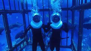 Dubai Aquarium And Under Water Zoo | Shark Walker (Cage) | Close Encounter