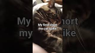 my cat spike #first short