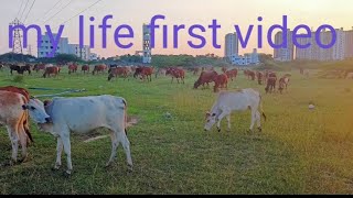 my life first video 🐄🐄