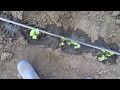 In line emitters- Drip irrigation system on Ivy