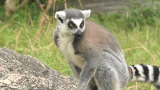 ワオキツネザル　(高知県立のいち動物公園/高知県)