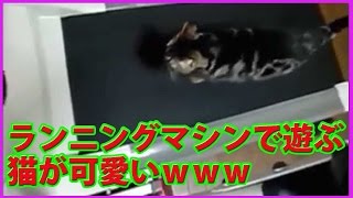 【猫 おもしろ動画】ランニングマシンで遊ぶ猫が可愛いｗｗｗ