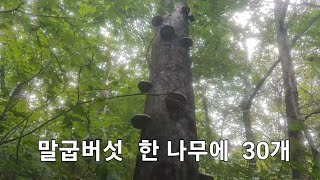 1400고지 상황버섯 산행중에 만난 황철나무 말굽버섯 한 나무에 30개 말굽버섯 대박산행 ㅎㅎ