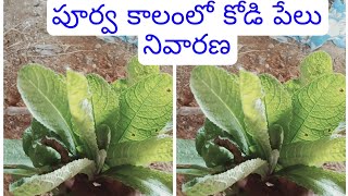 పూర్వ కాలంలో కోడి పేలు నివారణ పద్దతులు Prevention methods of chicken pox in ancient times in telugu