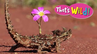 How Does a Thorny Devil Walk | That's Wild