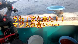 【和歌山船釣り】せいゆう丸　鉄仮面仕掛けイサキ釣り