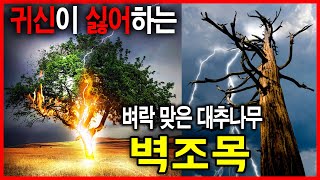 귀신이 싫어하는 벽조목 (벼락 맞은 대추 나무) a lightning-hit jujube tree