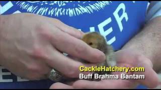 Buff Brahma Bantam Chicken Breed | Cackle Hatchery