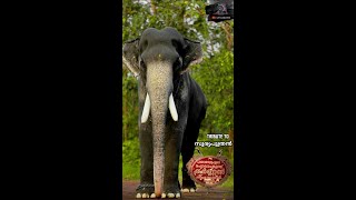 #Shorts |Tribute To സൂര്യപുത്രൻ മംഗലാംകുന്ന് കർണ്ണൻ |MANGALAMKUNN KARNAN Whatsapp status |