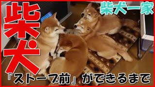 【柴犬】ストーブ前の団欒ができるまで【柴犬一家】