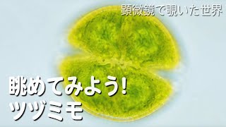 眺めてみよう！ ツヅミモ　【淡水のプランクトン】