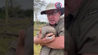 The Mighty Pangolin – Nature’s Living Tank! 🛡️  #animals #epicwildlife #rareanimals