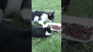 泥棒猫が食べ物を盗む - とても面白い猫