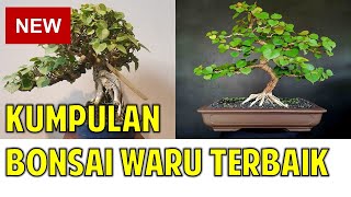 Kumpulan Bonsai Waru Terbaik