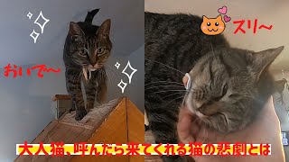 大人猫、呼んだら来てくれる猫の悲劇とはCute cat tragedy