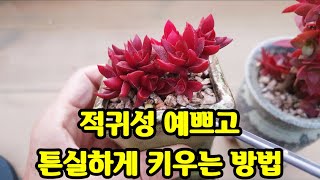 다육식물 적귀성 예쁘고 튼실하게 키우는방법,多肉植物.succulent plant다육식물