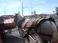 berti and zia bfgw princess coach horse ride in blackpool 5 5 13